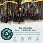 Premium Wholesale Ugandan Vanilla Beans for Baking & Extract