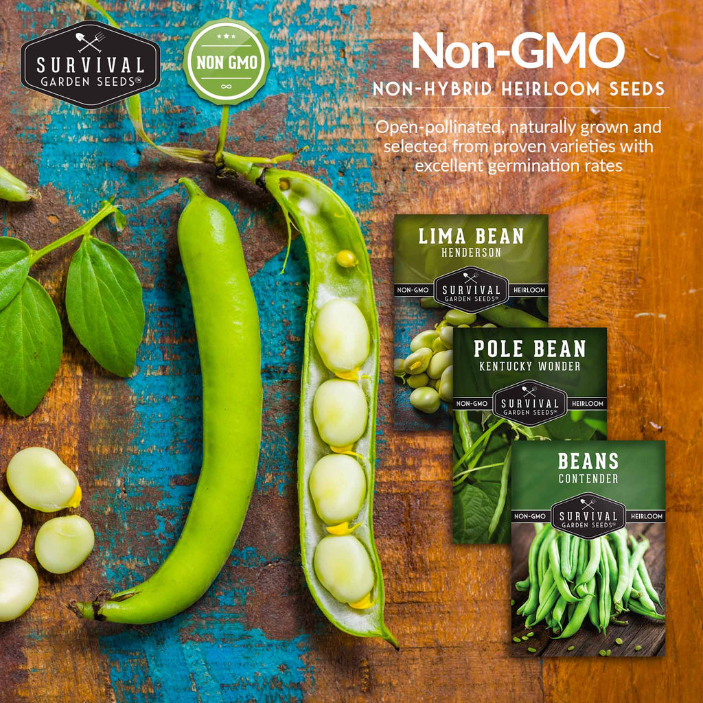 Bean Seed Collection – Contender Bush Beans, Kentucky Wonder Pole Beans & Henderson Lima Beans