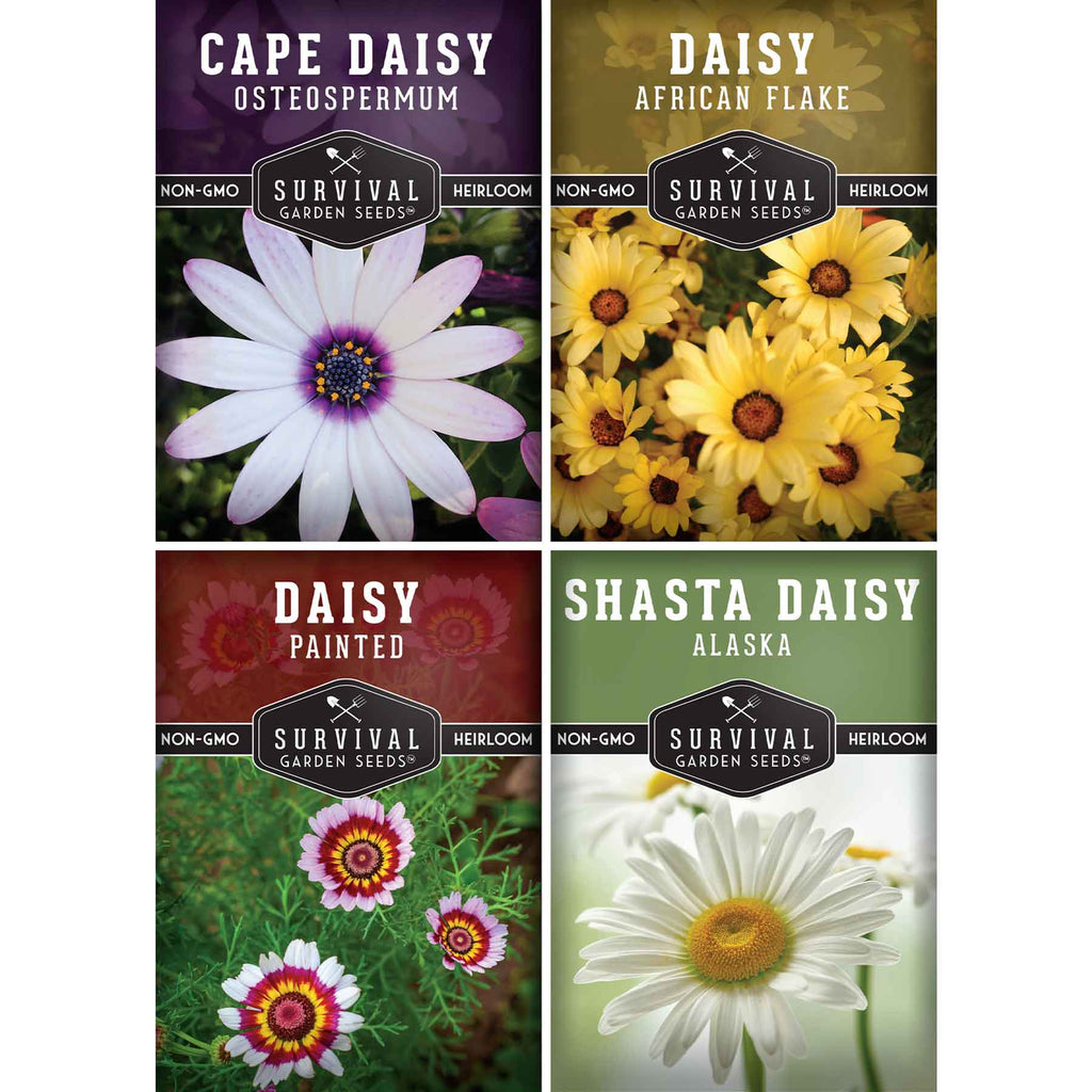 Daisy Seed Collection – Shasta, Cape, Painted & African Flake Daisies for Pollinator & Cut Flower Gardens