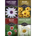Daisy Seed Collection – Shasta, Cape, Painted & African Flake Daisies for Pollinator & Cut Flower Gardens