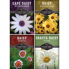 Daisy Seed Collection – Shasta, Cape, Painted & African Flake Daisies for Pollinator & Cut Flower Gardens