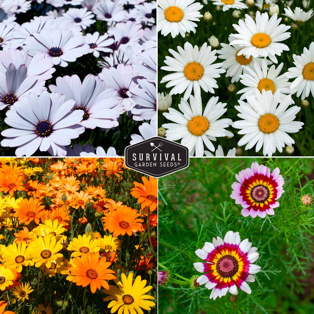 Daisy Seed Collection – Shasta, Cape, Painted & African Flake Daisies for Pollinator & Cut Flower Gardens