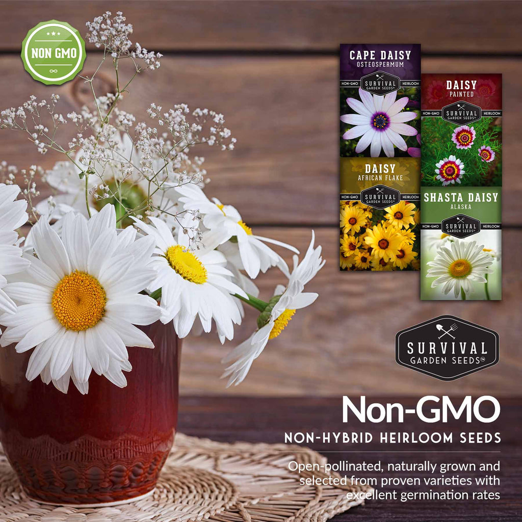 Daisy Seed Collection – Shasta, Cape, Painted & African Flake Daisies for Pollinator & Cut Flower Gardens