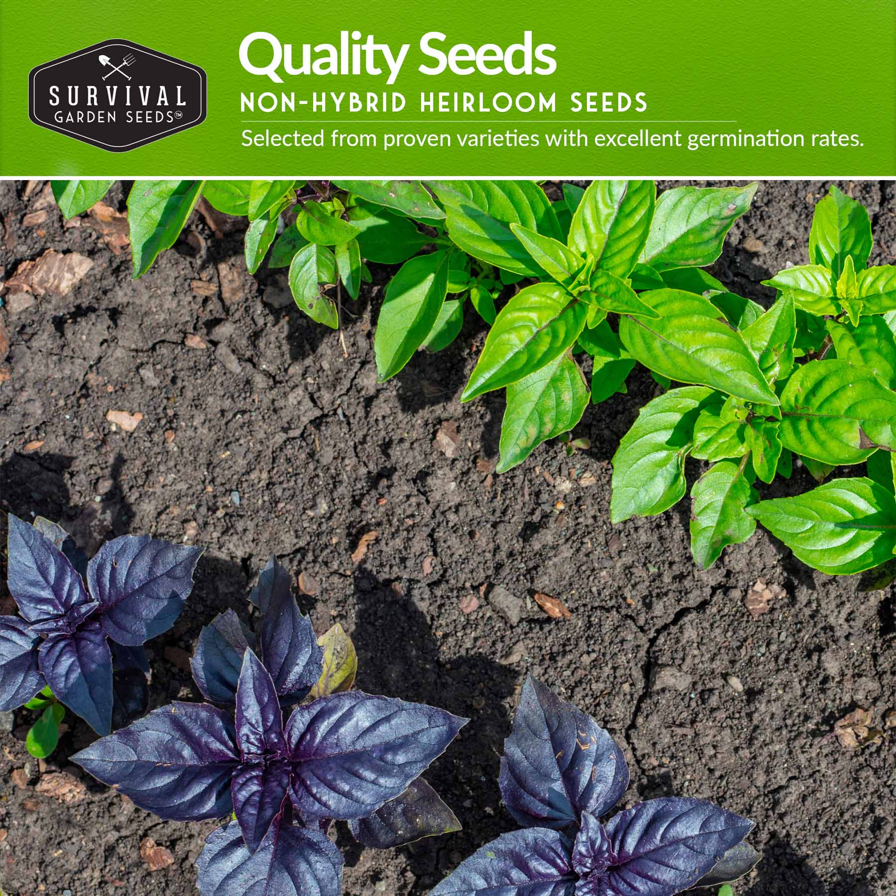 Easy-to-Grow Seed Collection – Beginner-Friendly Vegetables & Herbs for Quick, Reliable Harvests
