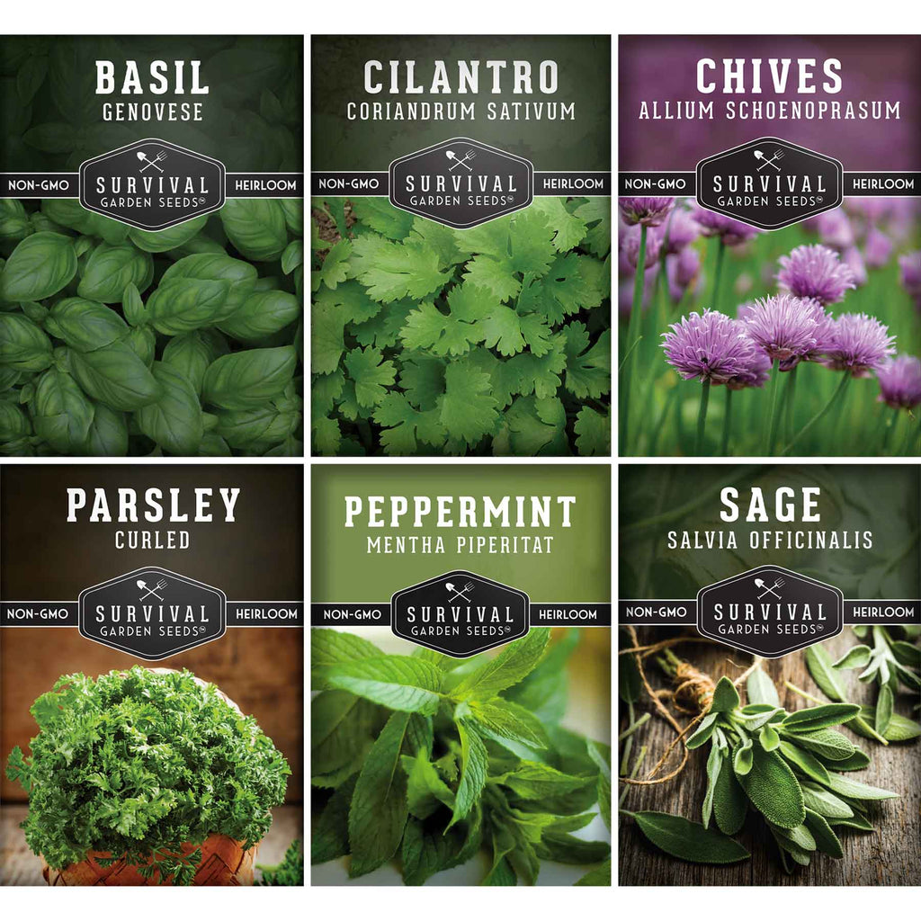 Indoor Herb Garden Hydroponic Seeds Collection – 6 Heirloom Non-GMO Culinary Herbs (Peppermint, Parsley, Cilantro, Basil, Chives & Sage) for Countertop, Tower & Year-Round Growing