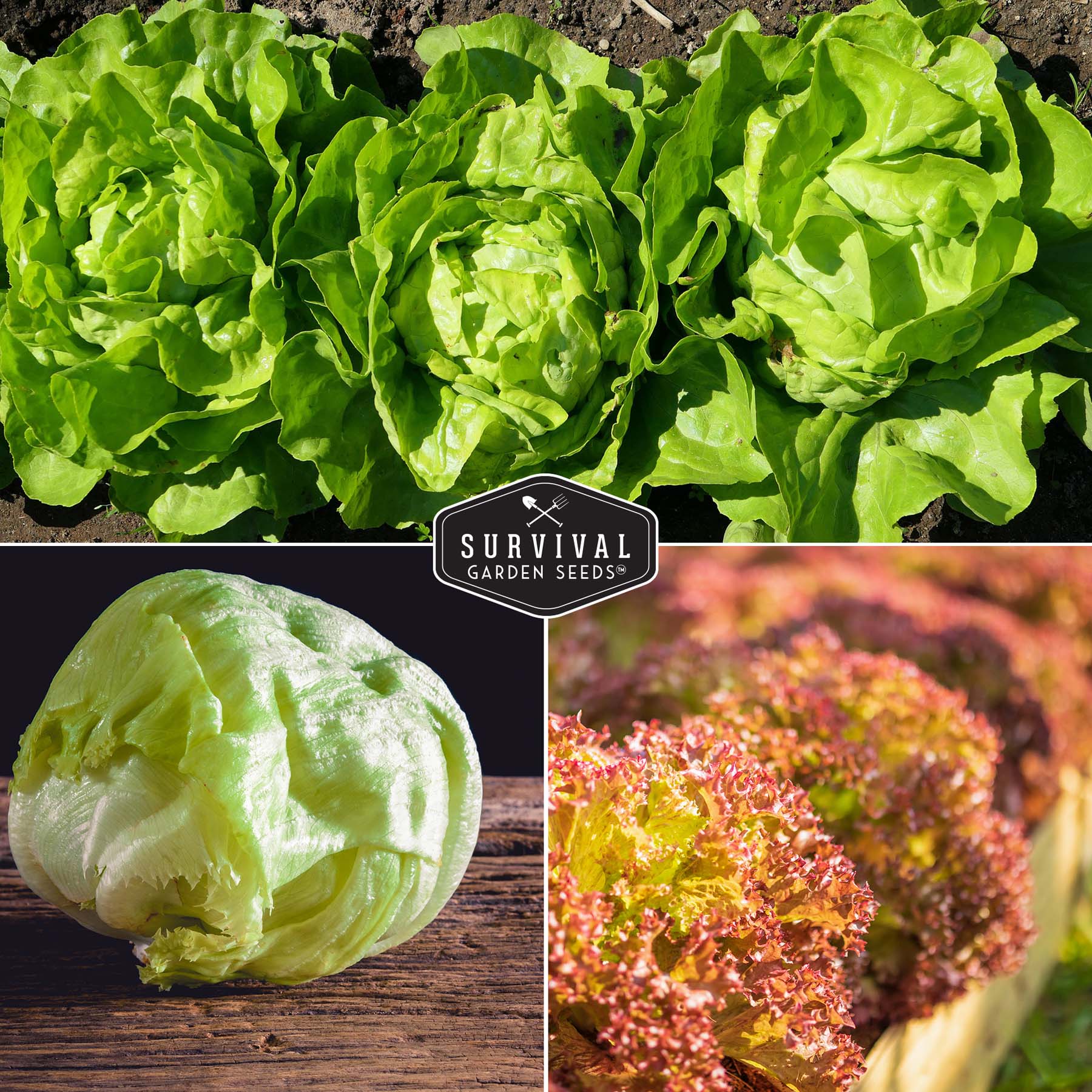 Lettuce Seed Collection – 5 Heirloom Varieties for Year-Round Harvest | Buttercrunch, Oakleaf, Lolla Rosa, Iceberg & Parris Island