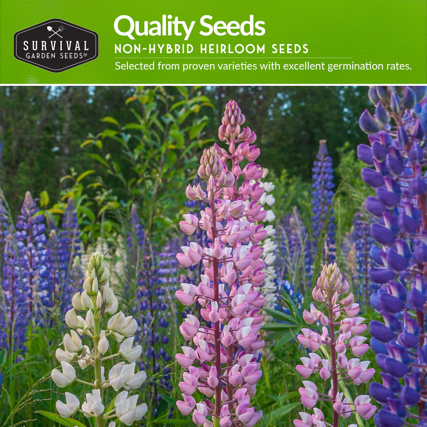 Perennial Flower Seed Collection – Non-GMO Heirloom Blooms for Pollinator Gardens, Borders & Year-Round Color