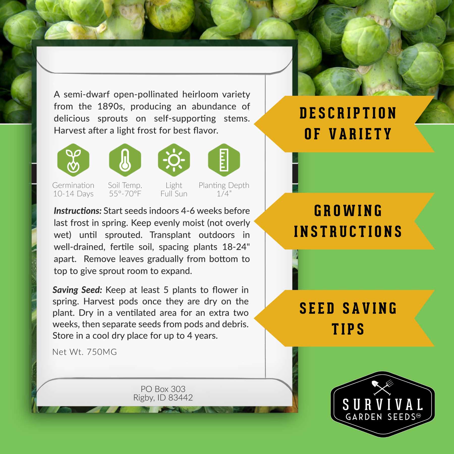 Brussels Sprouts Seed Collection – Red, Catskill & Long Island Improved Heirlooms for Cool-Season Harvests