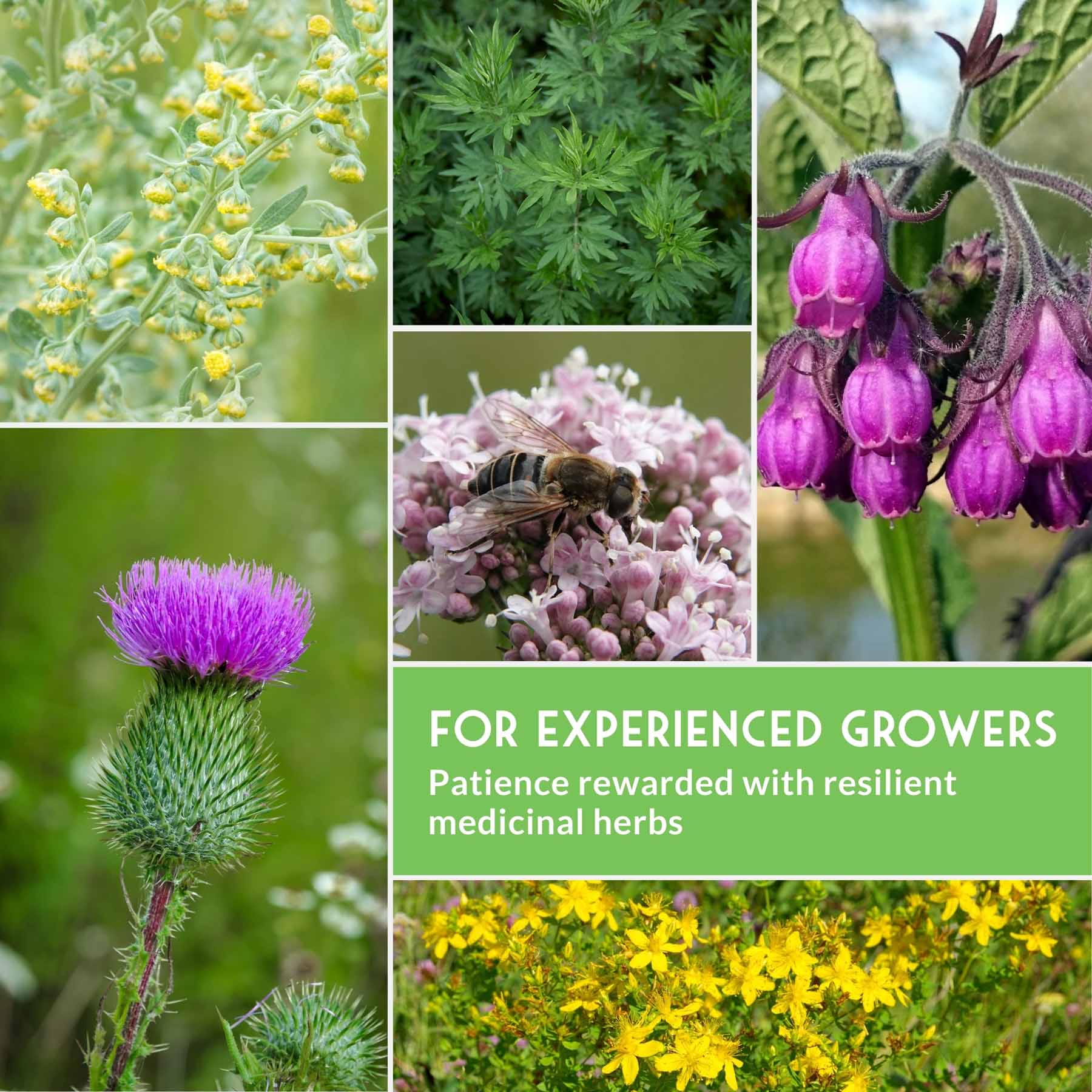 Herbalist Bundle – 8-Varieties of Heirloom Perennial & Biennial Healing Plants for Advanced Apothecary Gardens