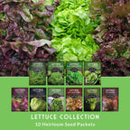 10 Lettuce Seed Collection – Looseleaf, Romaine, Butterhead & Crisphead Varieties for Year-Round Salad Harvests