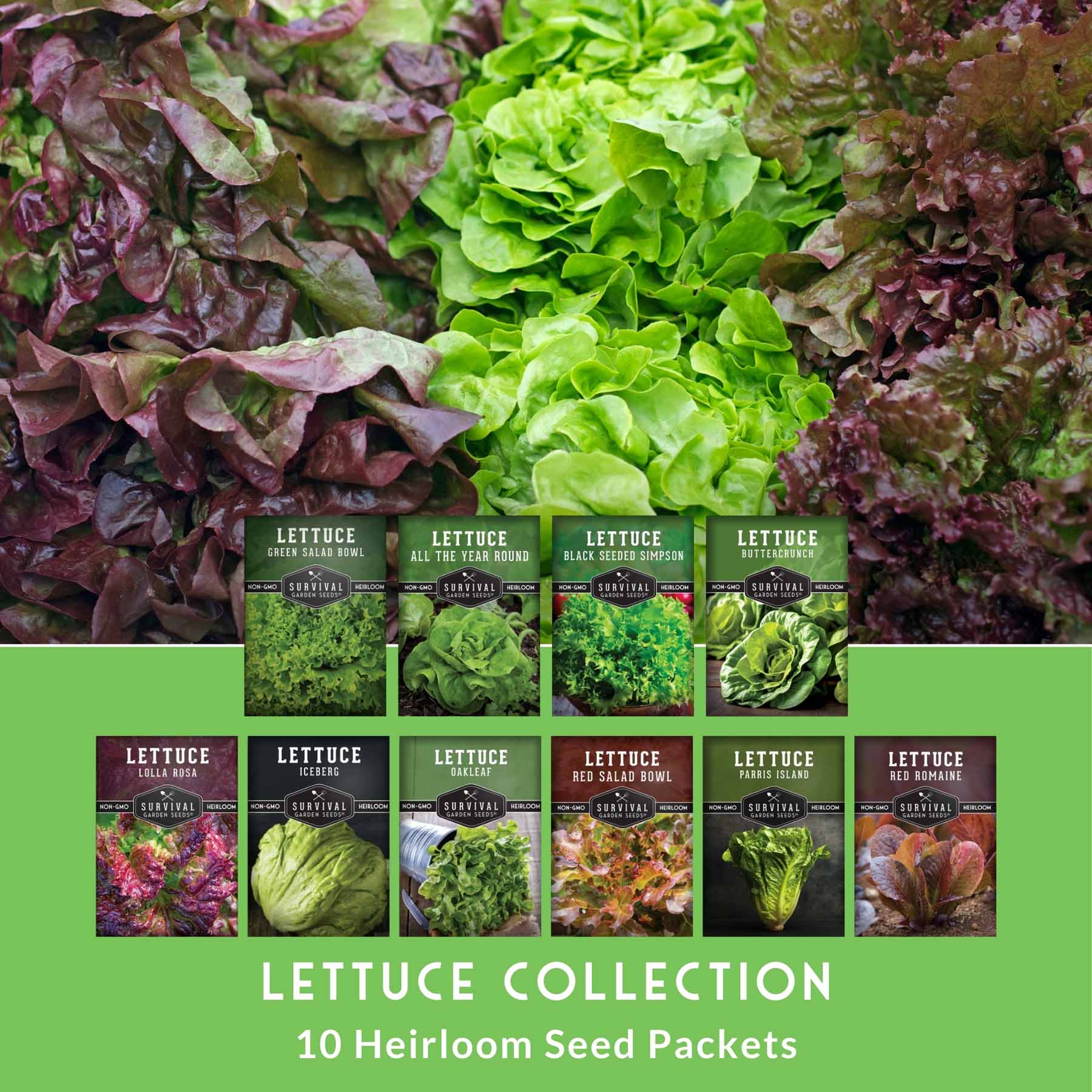 10 Lettuce Seed Collection – Looseleaf, Romaine, Butterhead & Crisphead Varieties for Year-Round Salad Harvests