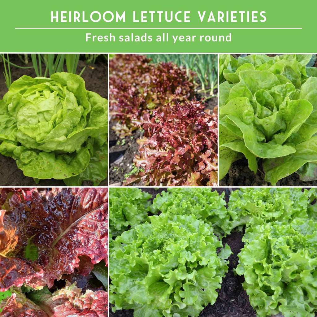 10 Lettuce Seed Collection – Looseleaf, Romaine, Butterhead & Crisphead Varieties for Year-Round Salad Harvests