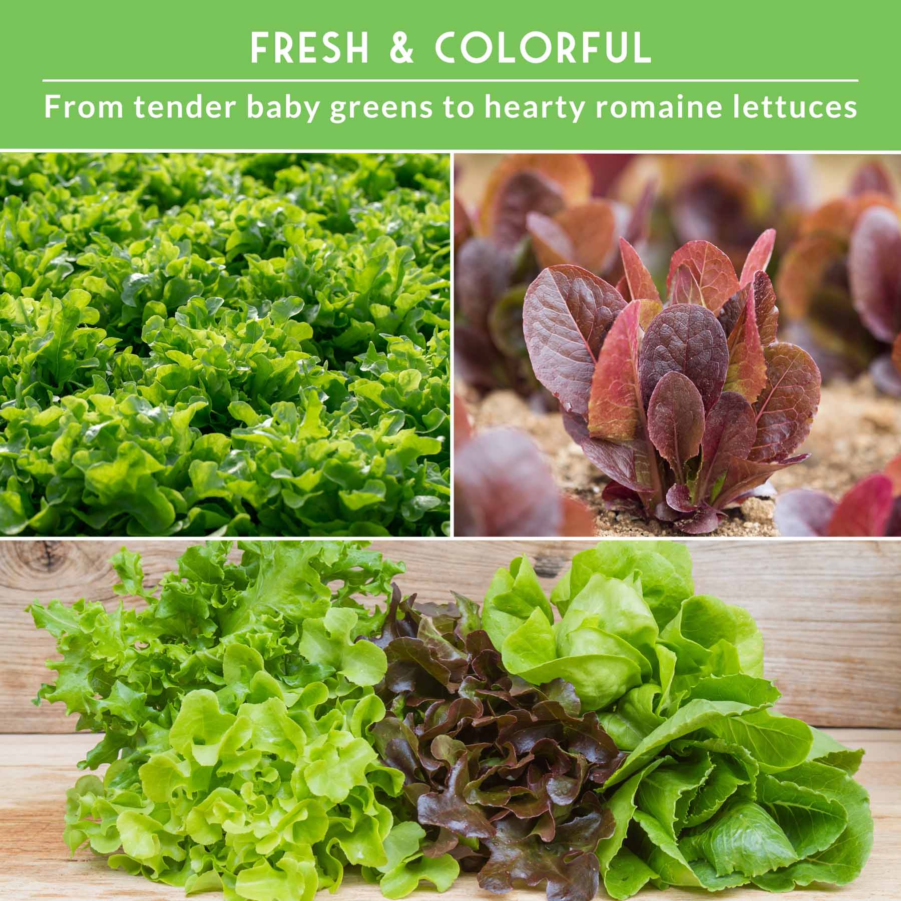 10 Lettuce Seed Collection – Looseleaf, Romaine, Butterhead & Crisphead Varieties for Year-Round Salad Harvests