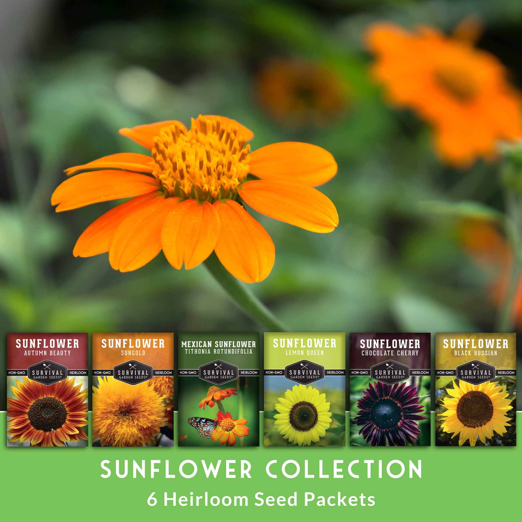 Sunflower Seed Collection – 6 Colorful, Pollinator-Friendly Varieties for Stunning Garden Displays