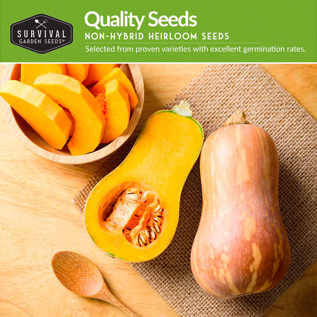 Squash Seed Collection – Zucchini, Yellow Summer, Butternut, Spaghetti & Acorn Varieties for Productive Summer and Winter Harvests