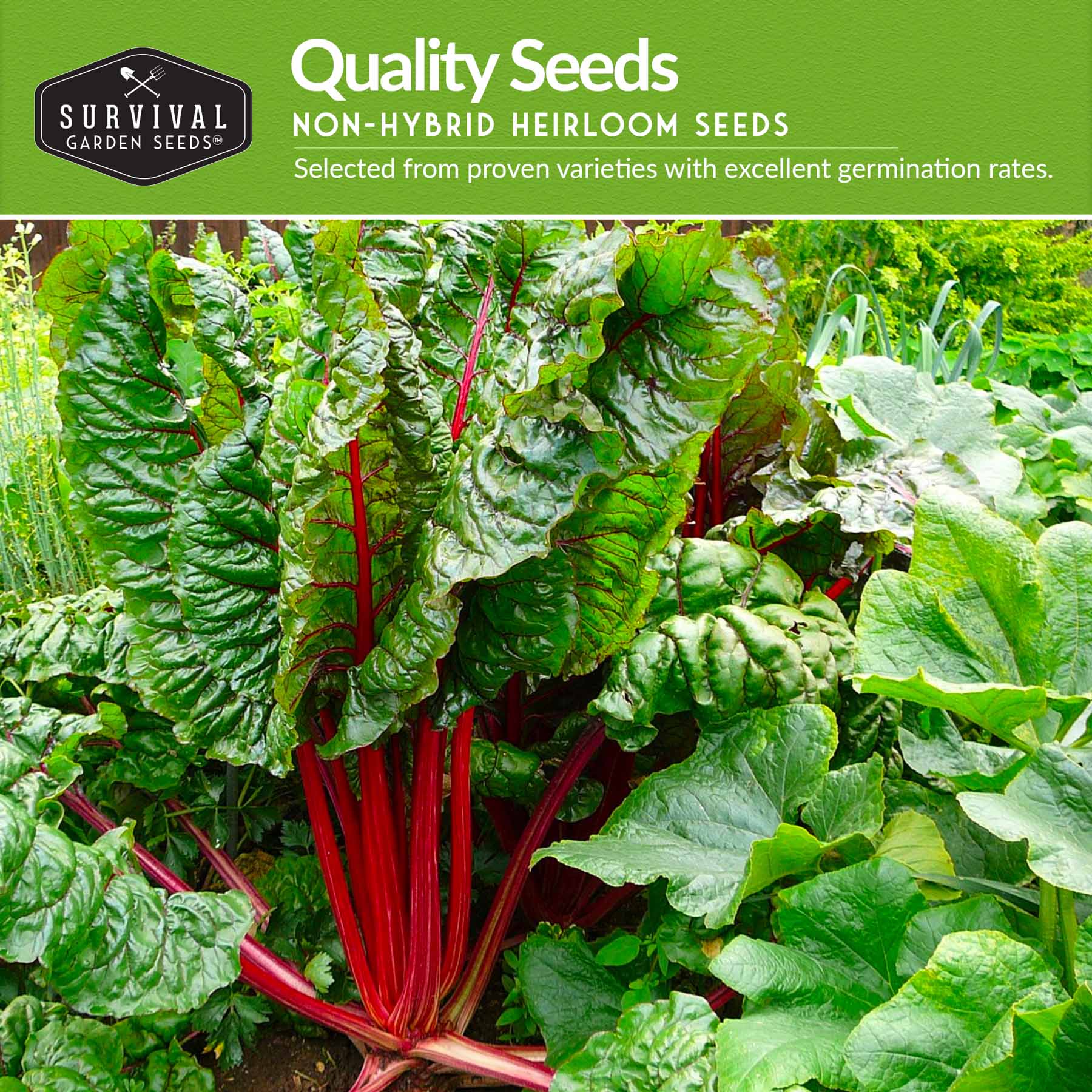Swiss Chard 3 Variety Seed Collection – Rainbow, Ruby Red, and Fordhook Giant Heirloom Greens for Continuous Harvests