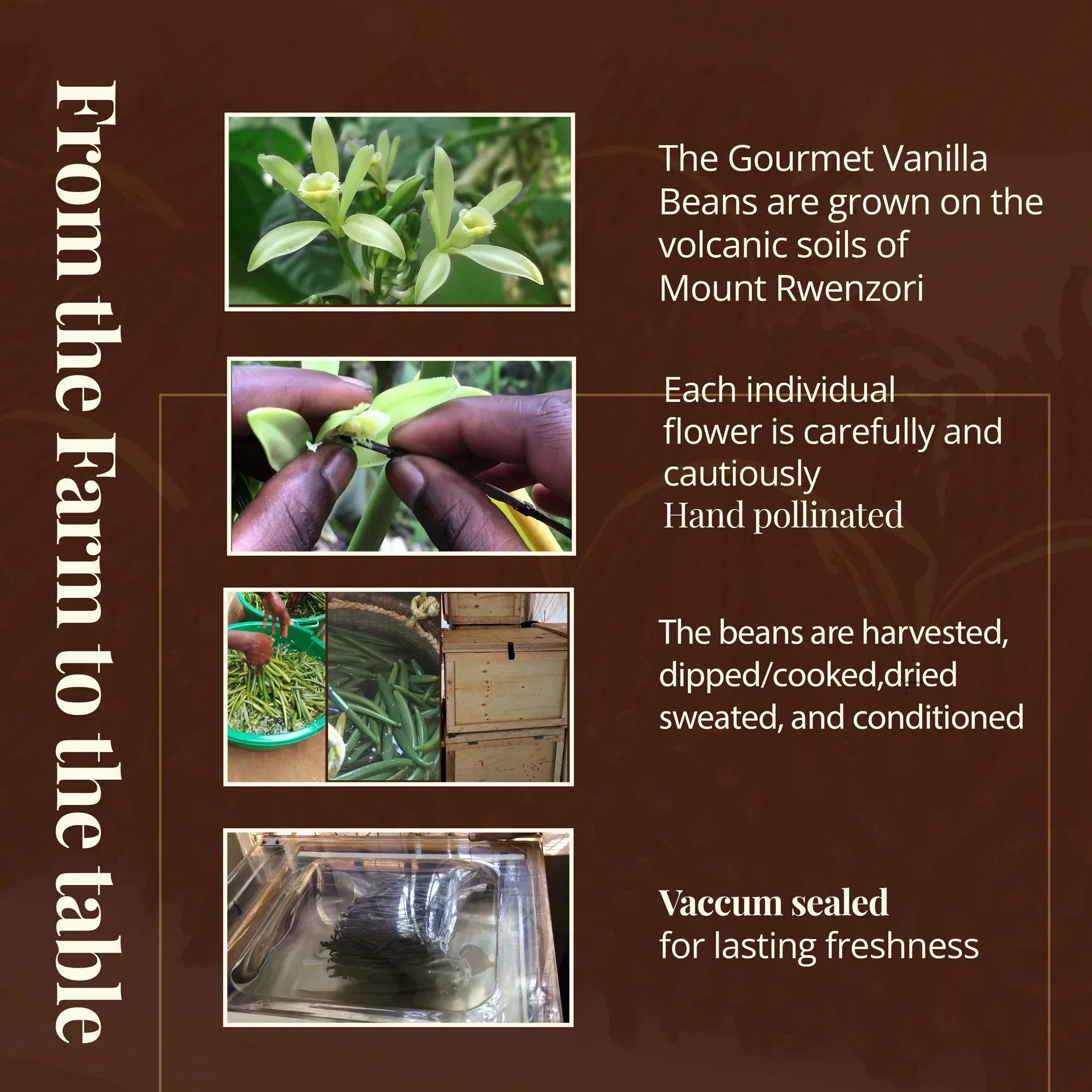 Premium Wholesale Ugandan Vanilla Beans for Baking & Extract