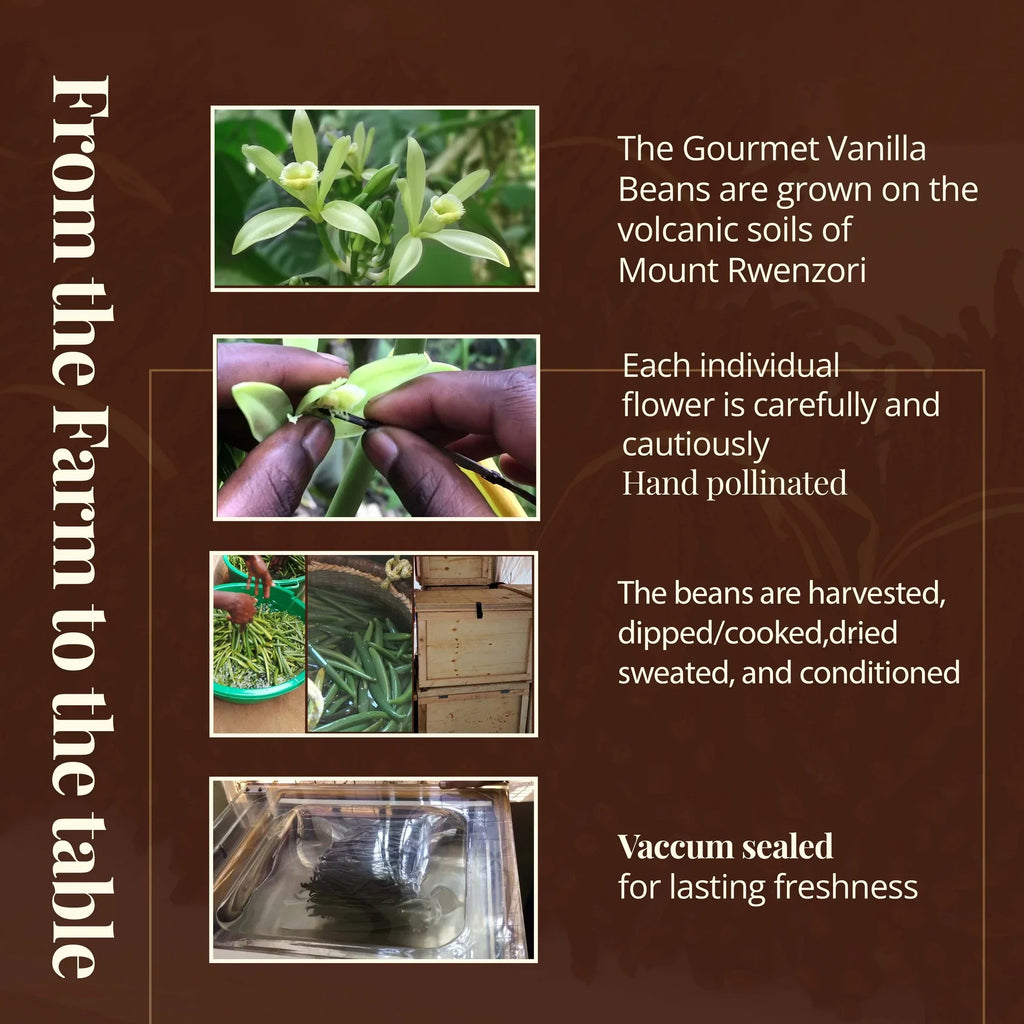 SPECIAL 12 lb. Bulk Gourmet Vanilla Beans – Premium Grade A Vanilla Bean Pods for Baking & Extract