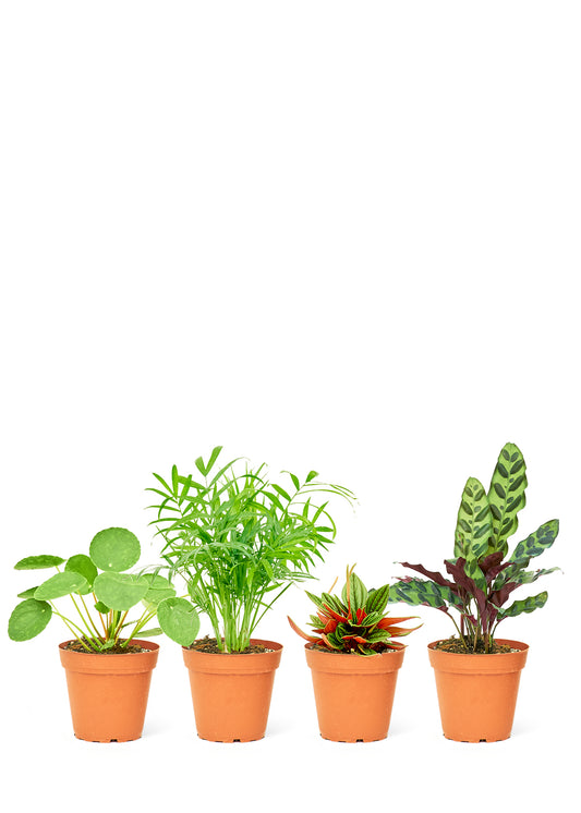 4-Pack Pet Friendly Assorted Plant Box