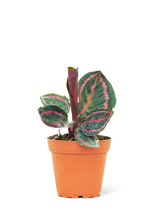 Calathea 'Dottie'