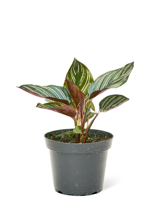 Calathea 'Pinstripe'