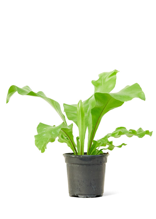 Bird's Nest Fern