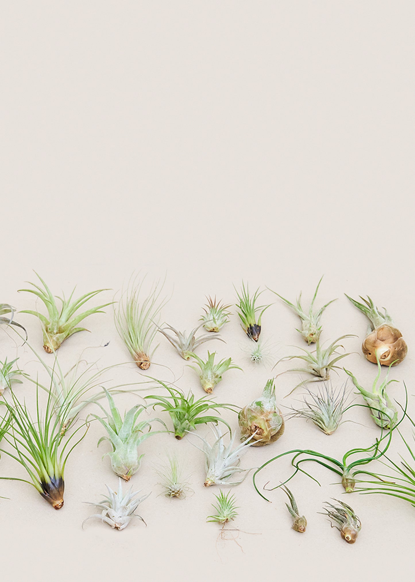 40-Pack Mystery Air Plant Box