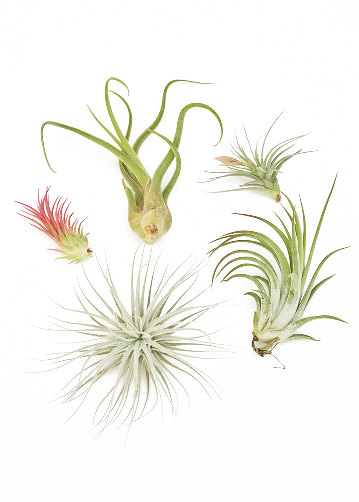 5-Pack Mystery Air Plant Box