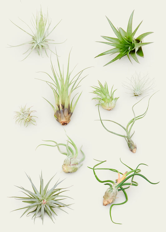 10-Pack Mystery Air Plant Box