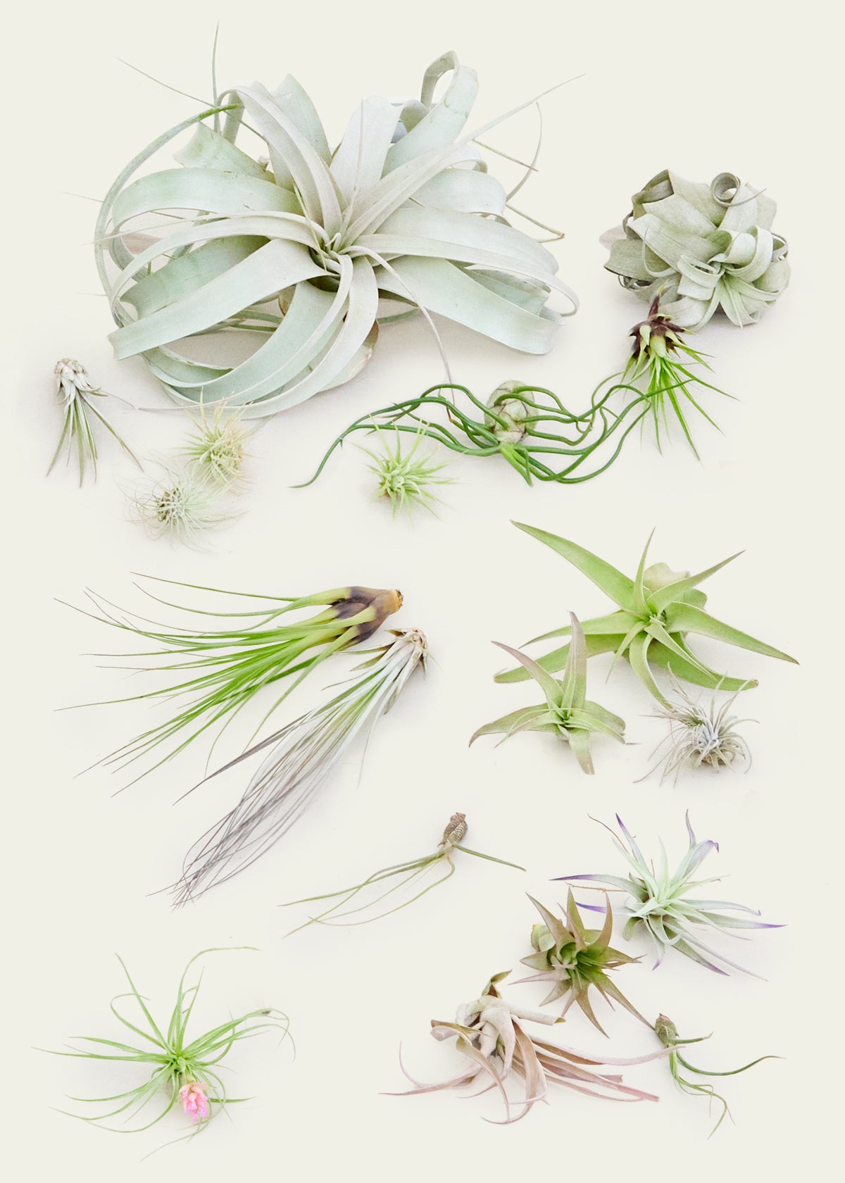 20-Pack Mystery Air Plant Box