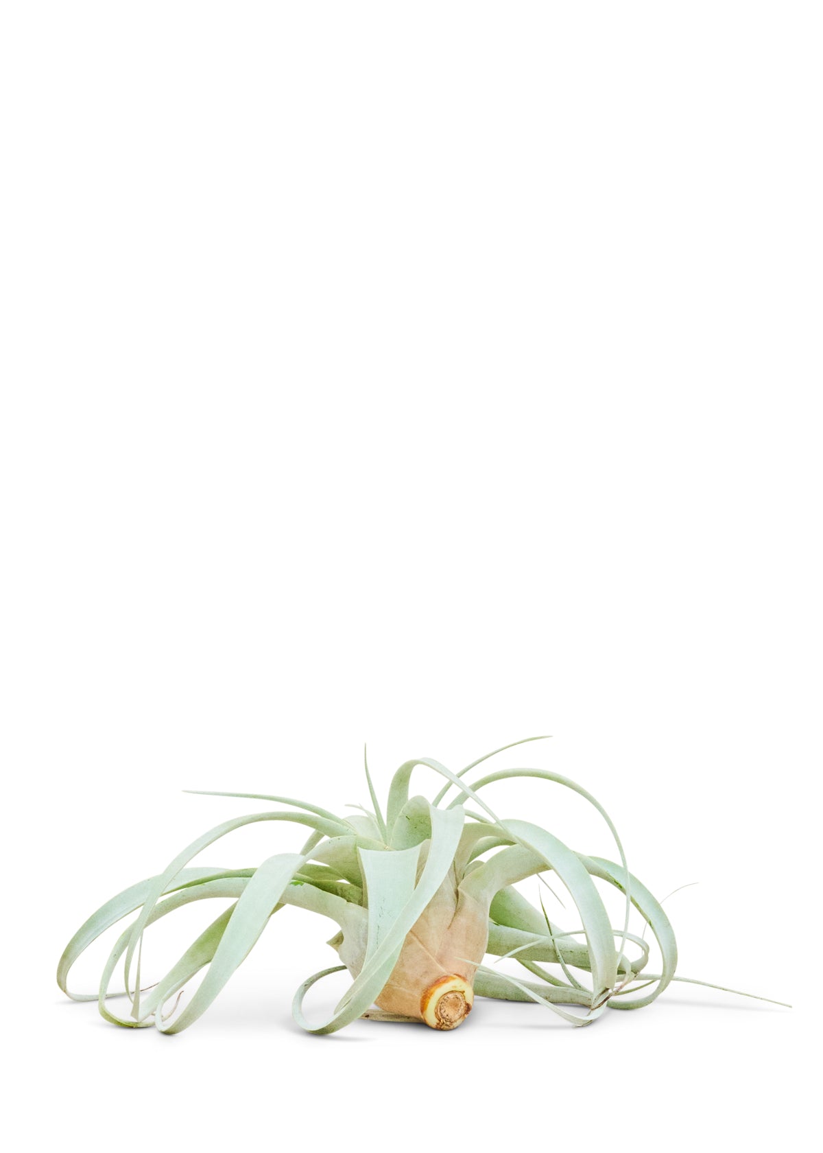 King of Air Plants